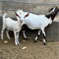 بز و کهره میش