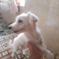 سگ اسپیتزر تریر