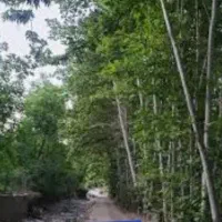 جنگل کردینه