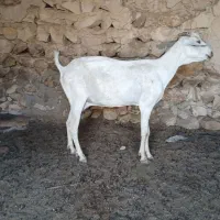 فروش بز دورگ