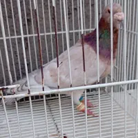 کفتر یاکبوتر سار هفت رنگ نر قلدر باب جوجه