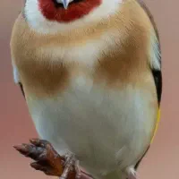 سهره نر بخون