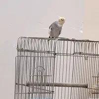عروس هلندی نر ۲ ساله بخون