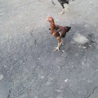 خروس لاری