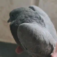 کبوتر جوجه دانه خور سبز خط دار