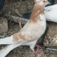 کفتر  خوب