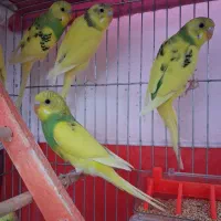 فروش مرغ عشق