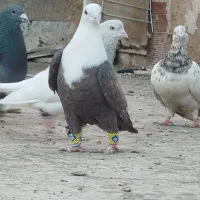کبوتر