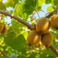 استخدام کارگر باغ