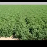 یونجه موجود انباری و تحویل  درب دامداری