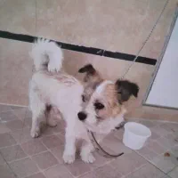 سگ پاکوتاه