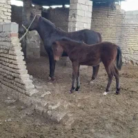 اسب مادیان همراه با کره