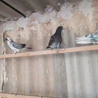 کبوتر پرشی جوجه عالی