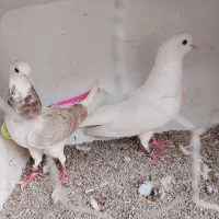 کبوتر