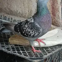 پرنده