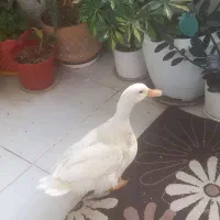 فروشی اردک سالم ۶ ماهه
