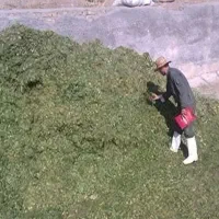 سیلو و جایگاه ذرت علوفه،نمایندگی برداشت ذرت علوفه