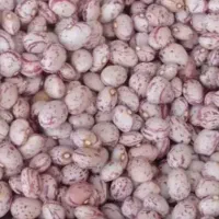 لوبیا چیتی