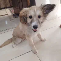 سک پاه کوتا نژاددار یک میلیون ۲۰۰