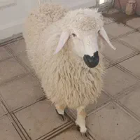 گوشت بره نر ولایتی