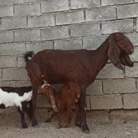 سلام توتا بز