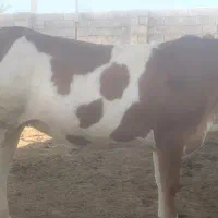 گاو گوساله