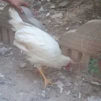 خروس واسه خون و نطفه