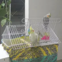 عروس هلندی