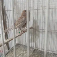 قناری ماده