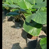 فروش گل باباآدم تنه قرمز