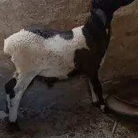 قوچ چینی