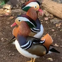 یک عدد اردک ماندرین نر