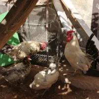 مرغ وخروس سیبرایت