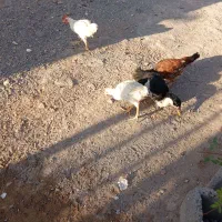 جوجه