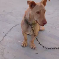 سگ پاکوتاه