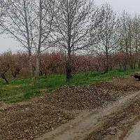 فروش و اجاره زمین کشاورزی در روستای خردمند