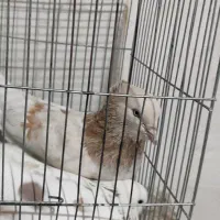نرماده|پرنده|نرماشیر, |دیوار