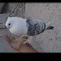 کبوتر طاووسی مولد