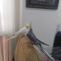 عروس هلندی جفت