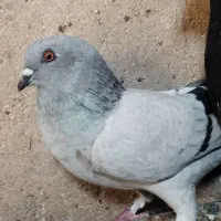 کفتر|پرنده|داراب, |دیوار