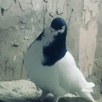 خال سیاه