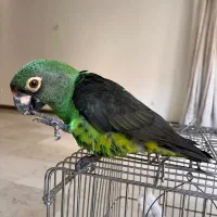 طوطی ژاردین