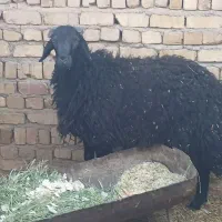 گوسفند فروشی