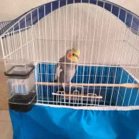هلندی سخنگو نر
