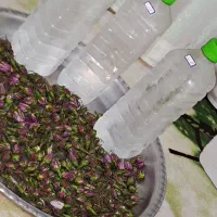 گلاب