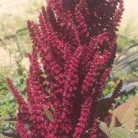 تاج خروس