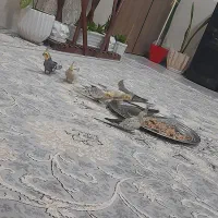 عروس هلندی معاوزه