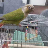 فروش یک جفت گرینچیک نر و ماده