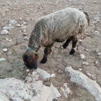 گوسفند