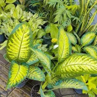 گل آپارتمانی دیفن باخیا و کروتن پرتقالی